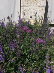 Salvia pratensis
