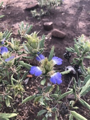 Blepharis subvolubilis