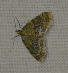 Acasis viretata