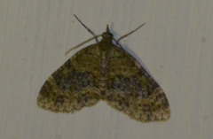 Acasis viretata