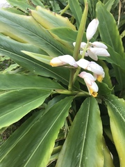 Alpinia nutans