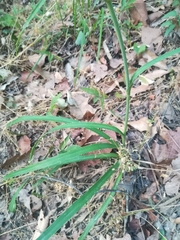 Eryngium longifolium