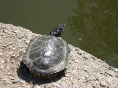 Trachemys scripta elegans