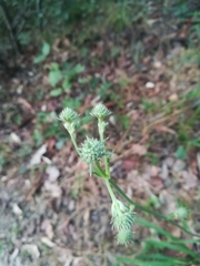 Eryngium longifolium