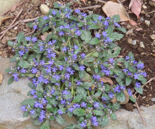 Ajuga decumbens