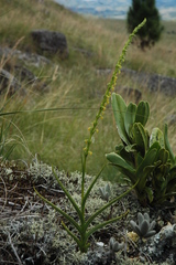 Cynorkis cinnabarina image