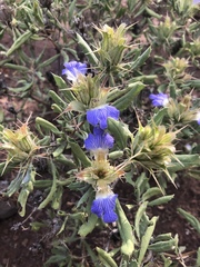 Blepharis subvolubilis