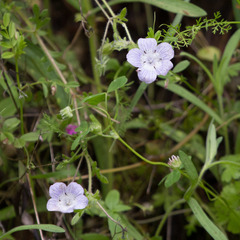 Nemophila