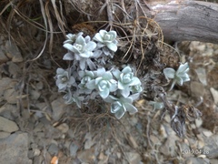 Anaphalis nepalensis