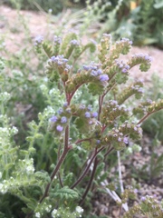 Phacelia coerulea