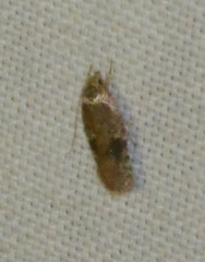 Agonopterix purpurea