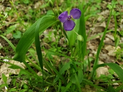 Tradescantia ernestiana