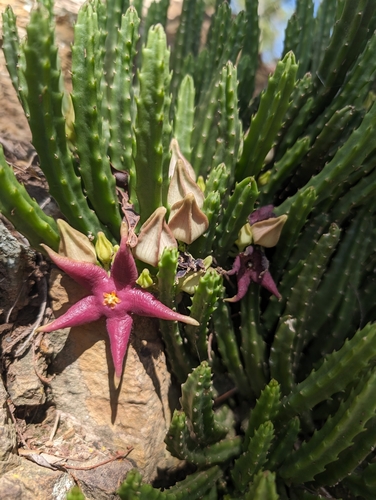 Gonostemon divaricatus (Masson) Haw.