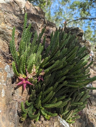 Gonostemon divaricatus (Masson) Haw. 2