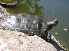 Trachemys scripta elegans