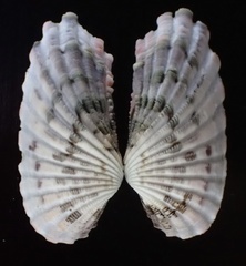 Image of Carditamera radiata