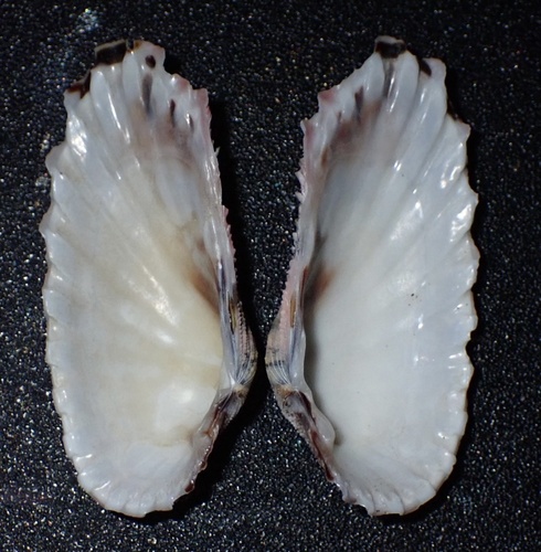 Carditamera radiata