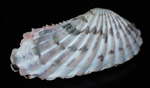 Carditamera radiata