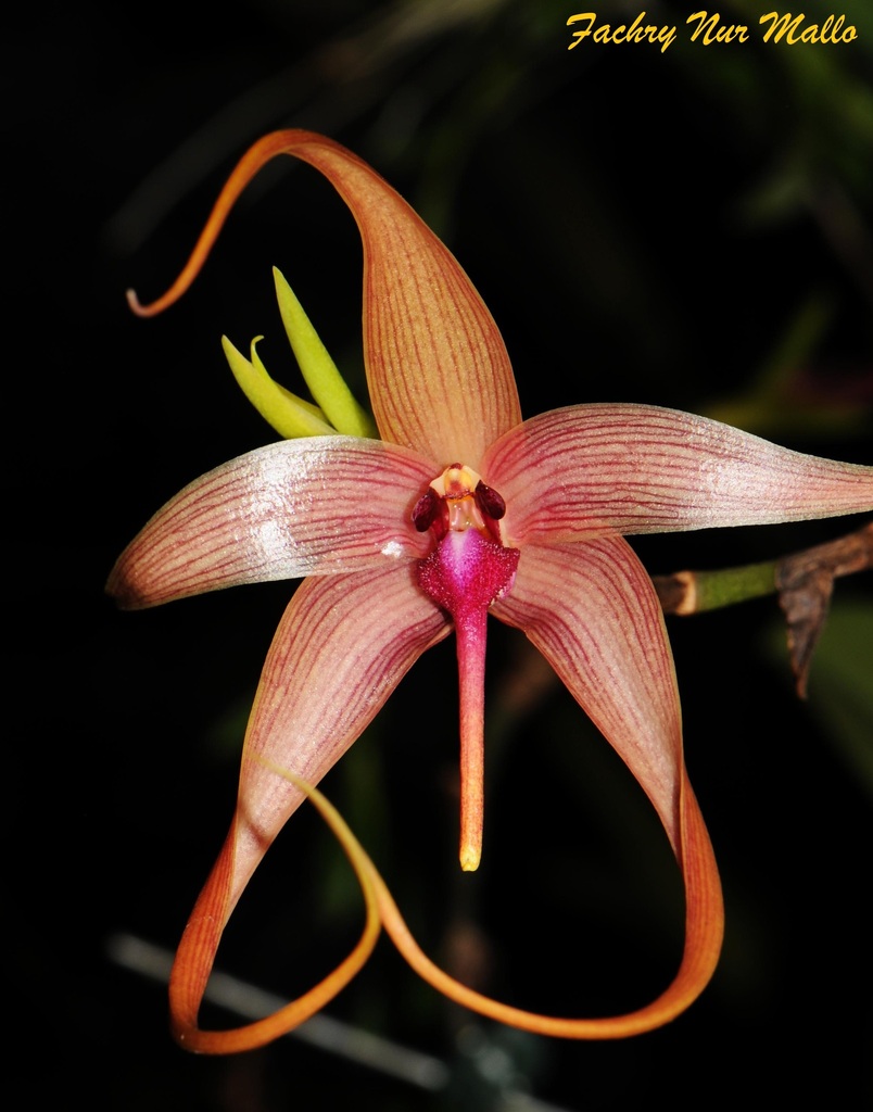 Bulbophyllum echinolabium (Bulbophyllum echinolabium)
