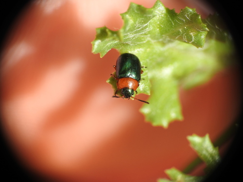 Knotweed Leaf Beetle, Laren, Nederland, photo 8 of 10