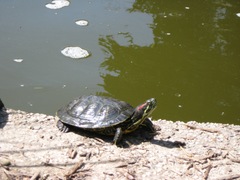Trachemys scripta elegans