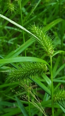 Carex