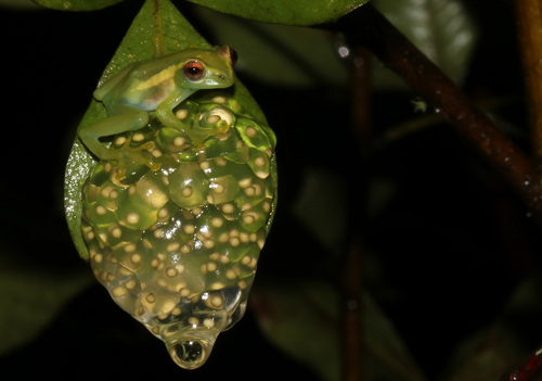 Davenport's Reed Frog, Hyperolius davenporti