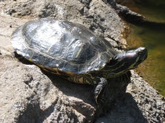 Trachemys scripta elegans