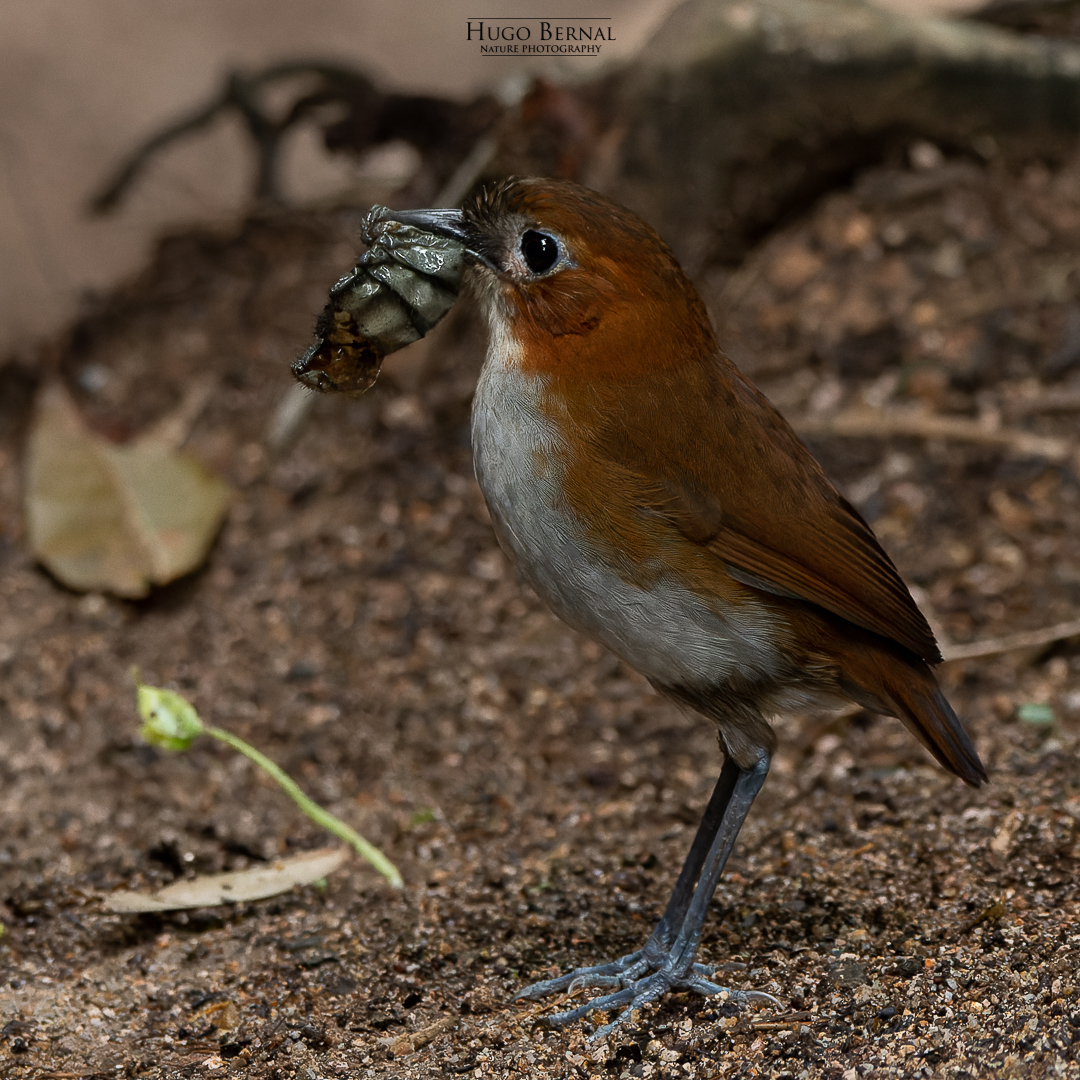 White-bellied Antpitta (Grallaria hypoleuca), photo 3