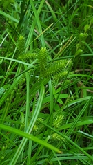Carex
