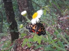 Chlosyne melitaeoides