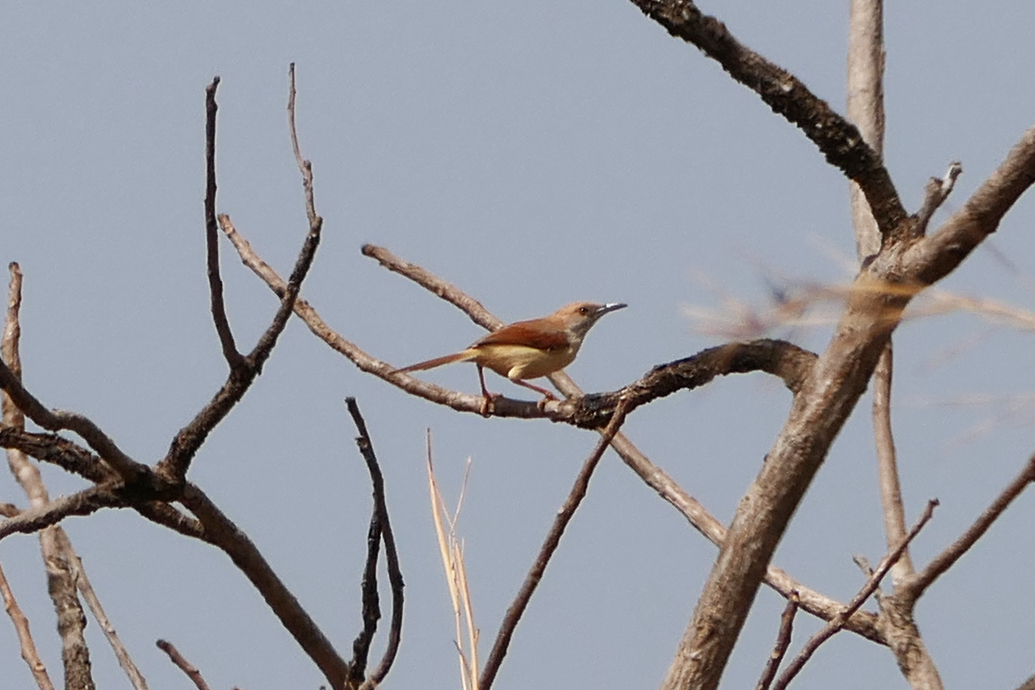 Red-winged Prinia illustration