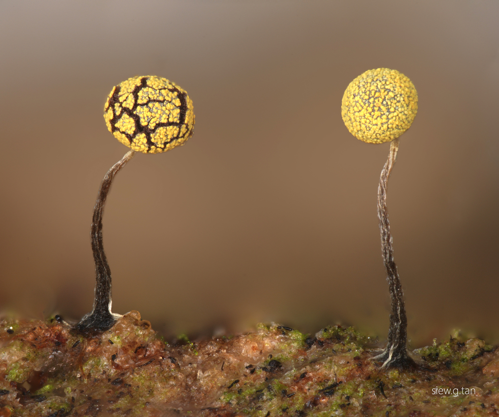 Physarum viride