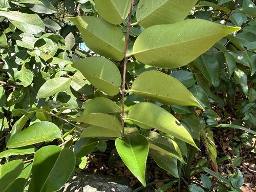 Memecylon ovatum, photograph 2