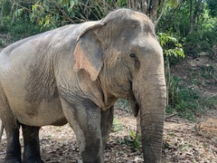 Elephas maximus