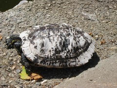 Trachemys scripta