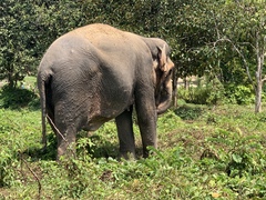 Elephas maximus