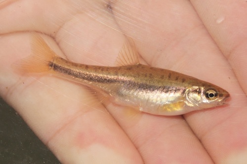 Mountain Redbelly Dace