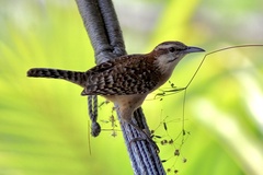 Sclater's Wren photo 5