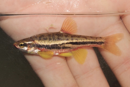 Mountain Redbelly Dace