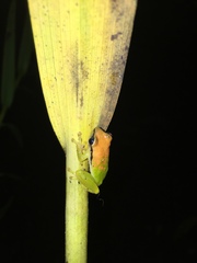 Pristimantis omeviridis