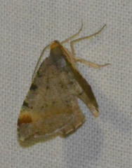 Macaria liturata