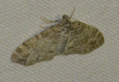 Lobophora halterata
