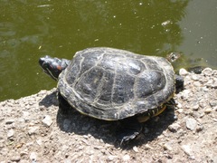 Trachemys scripta elegans