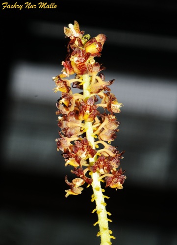 Mycaranthes latifolia