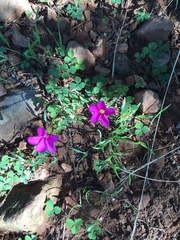 Oxalis eckloniana-nidulans