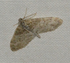Lobophora halterata