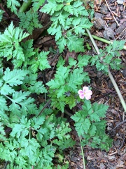 Geranium robertianum