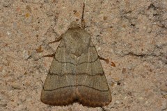 Charanyca trigrammica