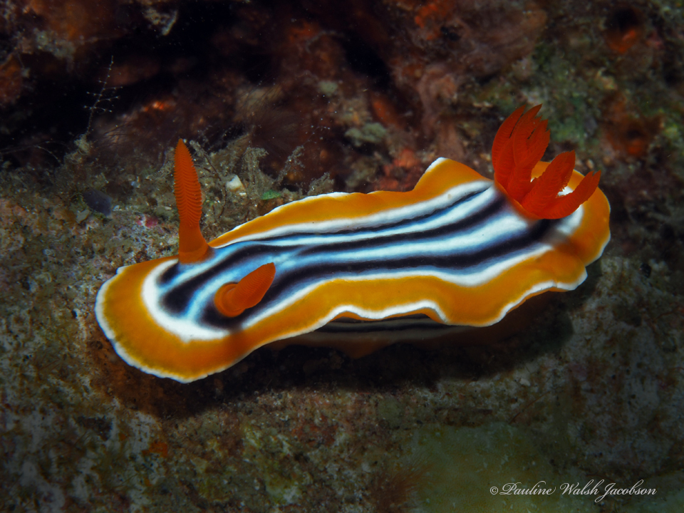 Magnificent Chromodoris